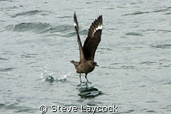 Chilean skua / brown skua in the Southern Atlantic / Beag... by Steve Laycock 